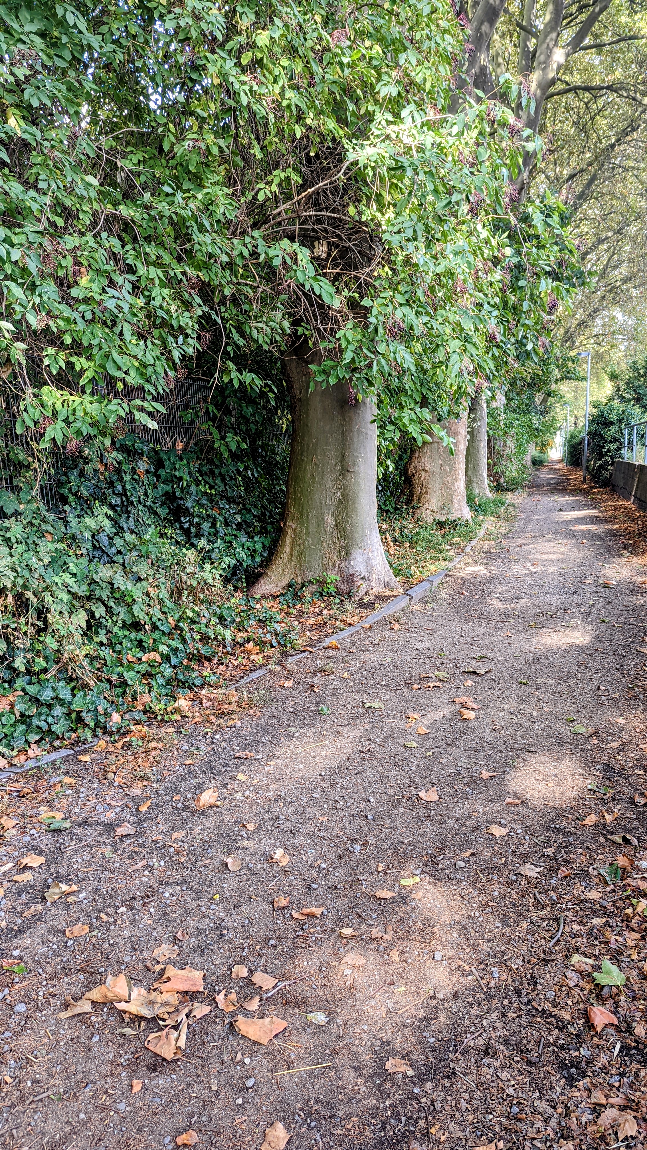 Marina: Wohler´s Hafen an der Schleuse